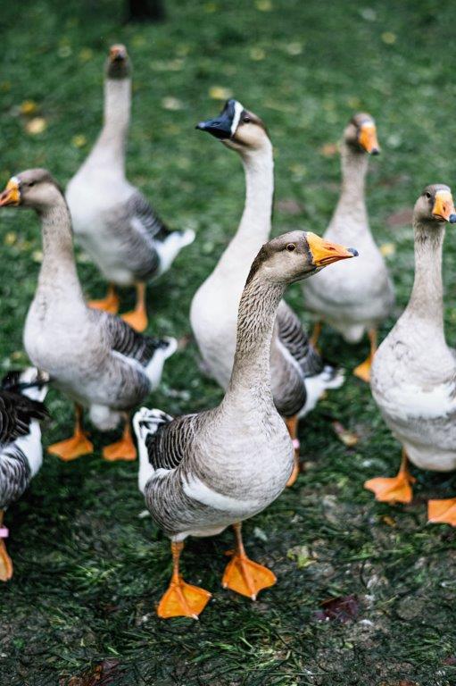 oies élevées à la Ferme Sans Nom