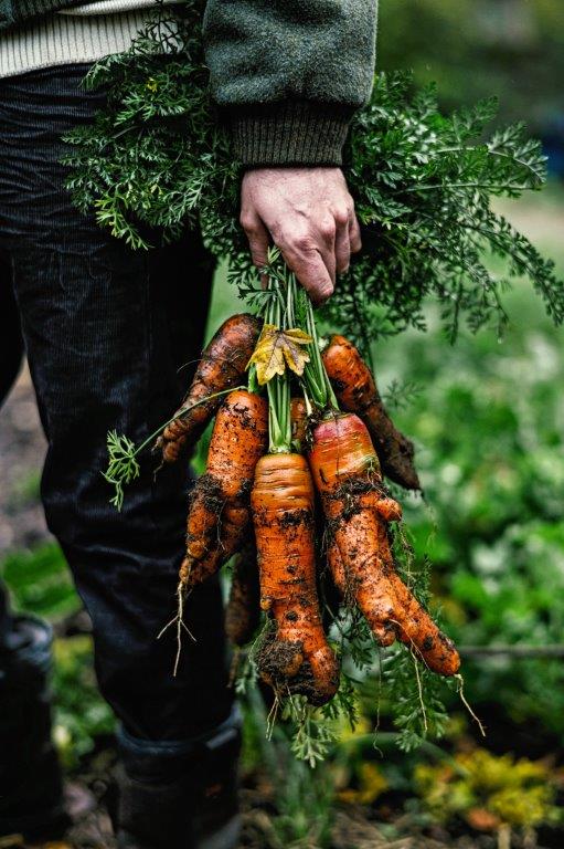 Les semences 100% Sol Vivant de la Ferme Sans Nom