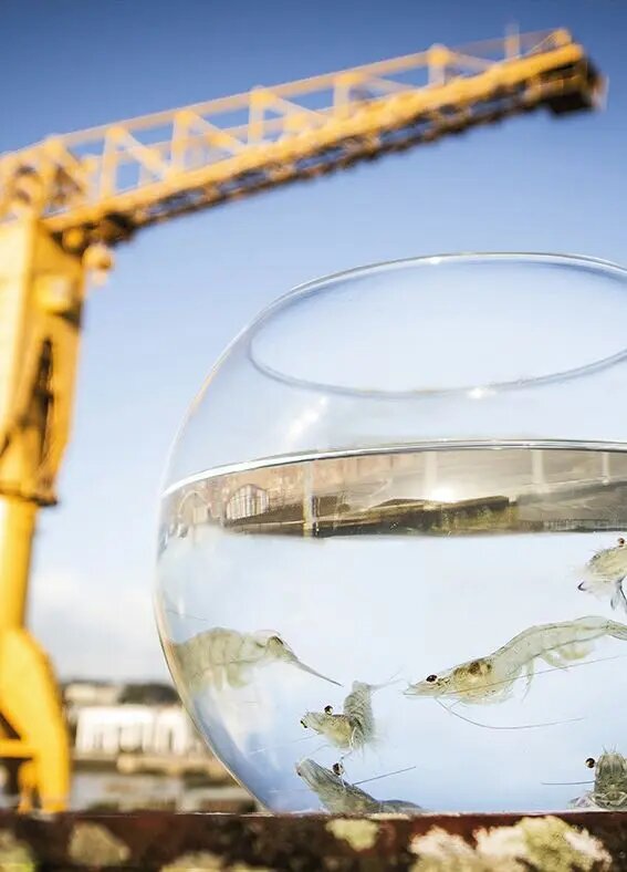 Lisaqua, un projet Futur(e)s Food