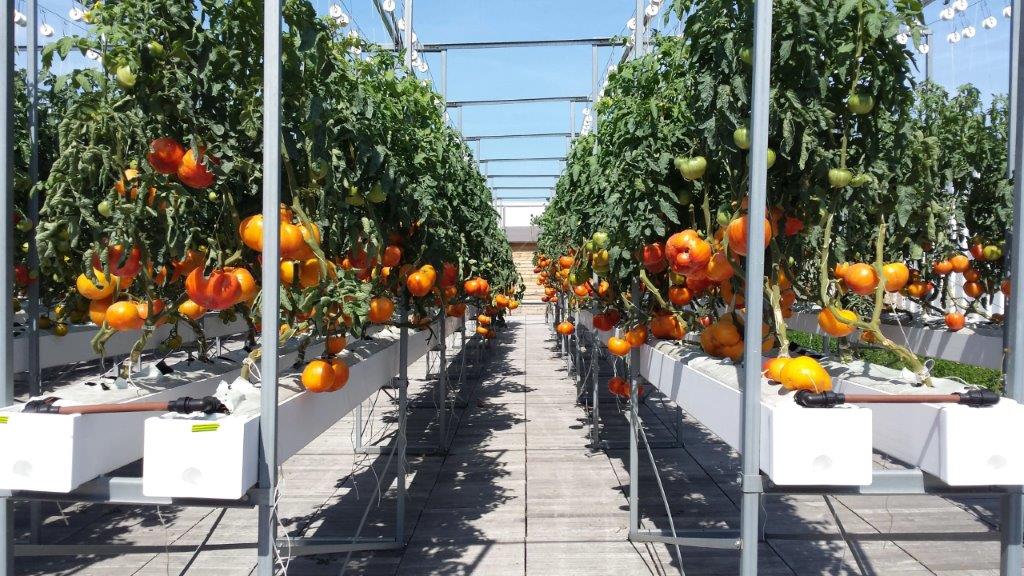 Nu Paris, un projet Futur(e)s Food