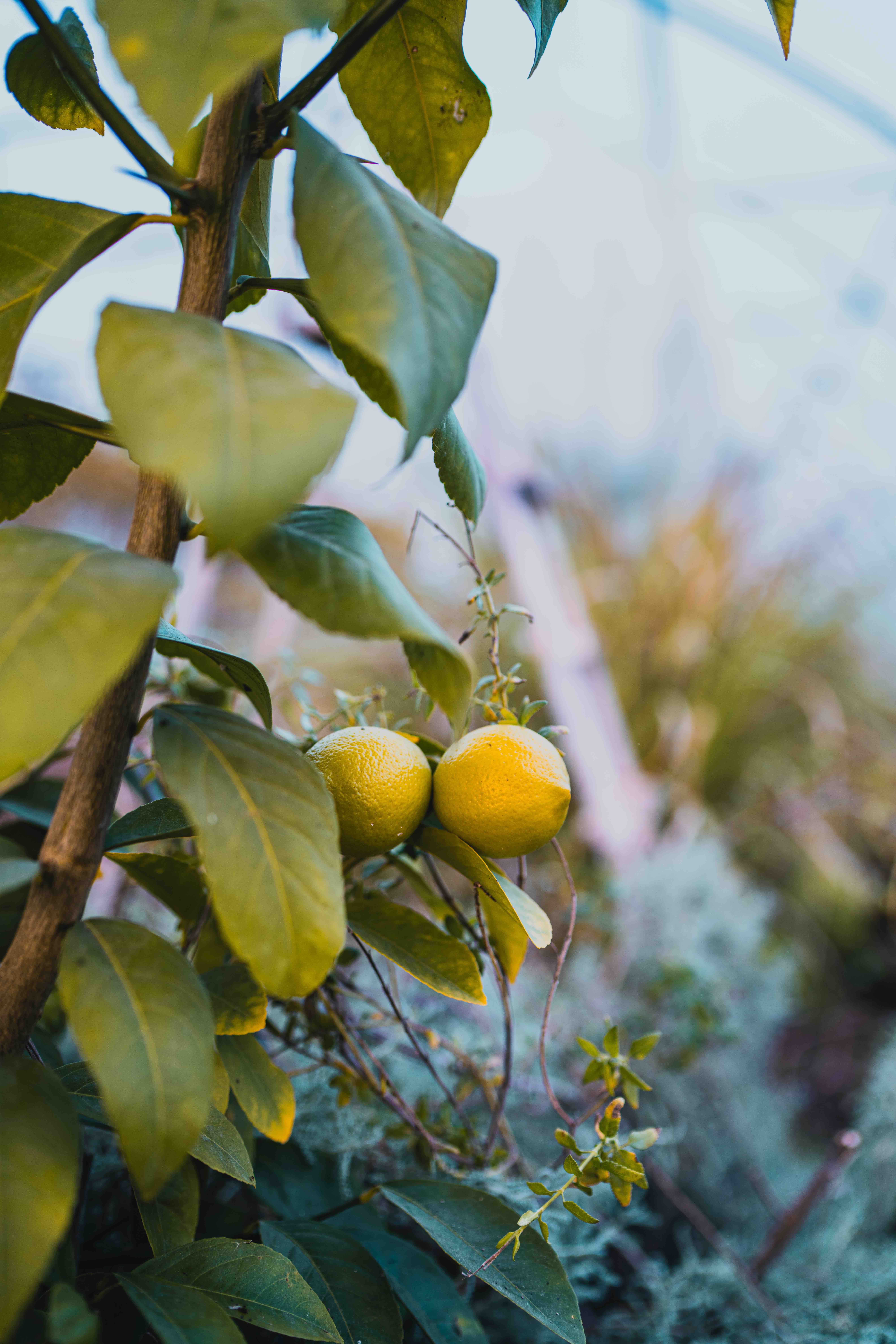 Conservatoire du Gout 2024